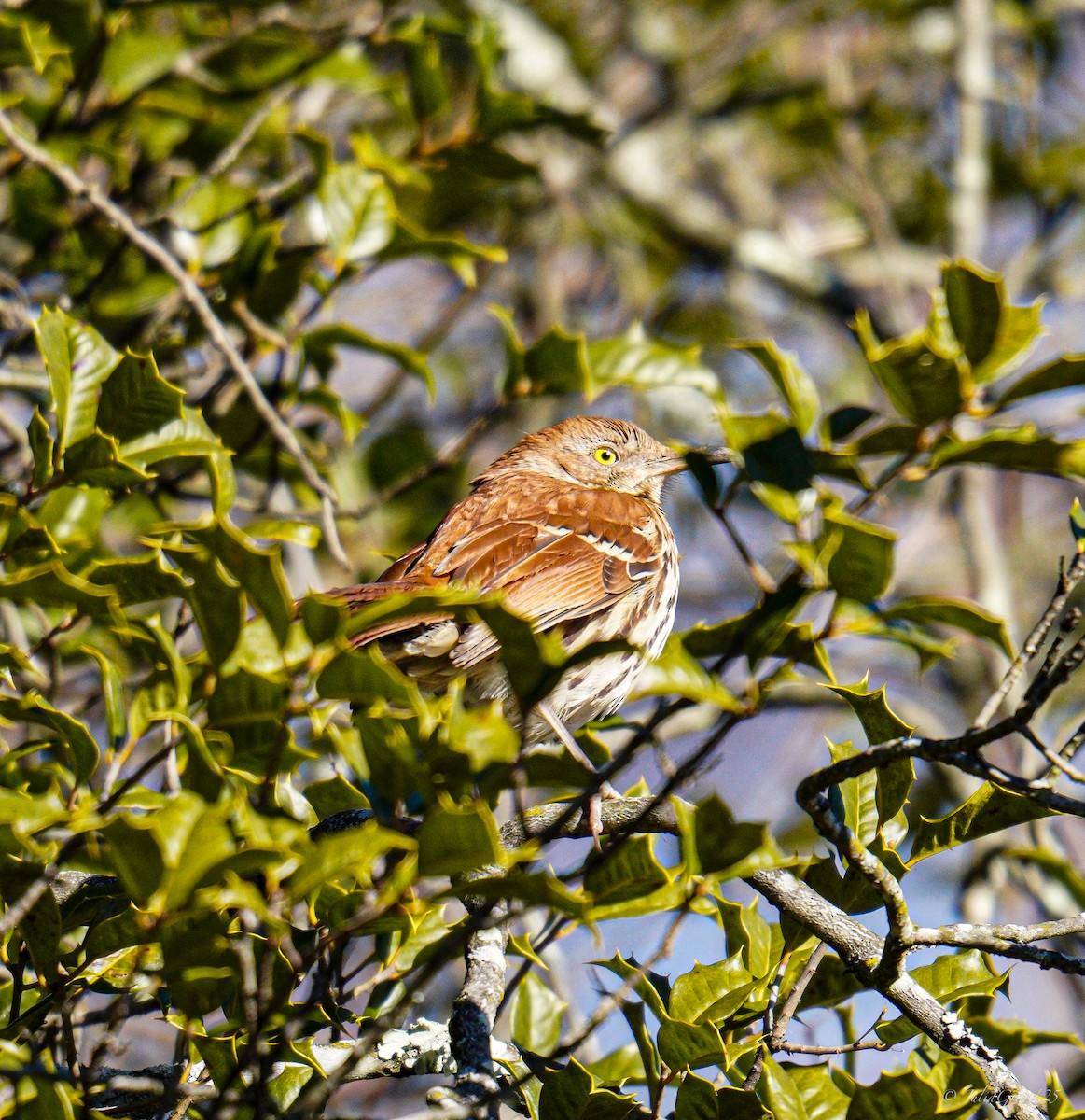 Brown Thrasher - ML629117840