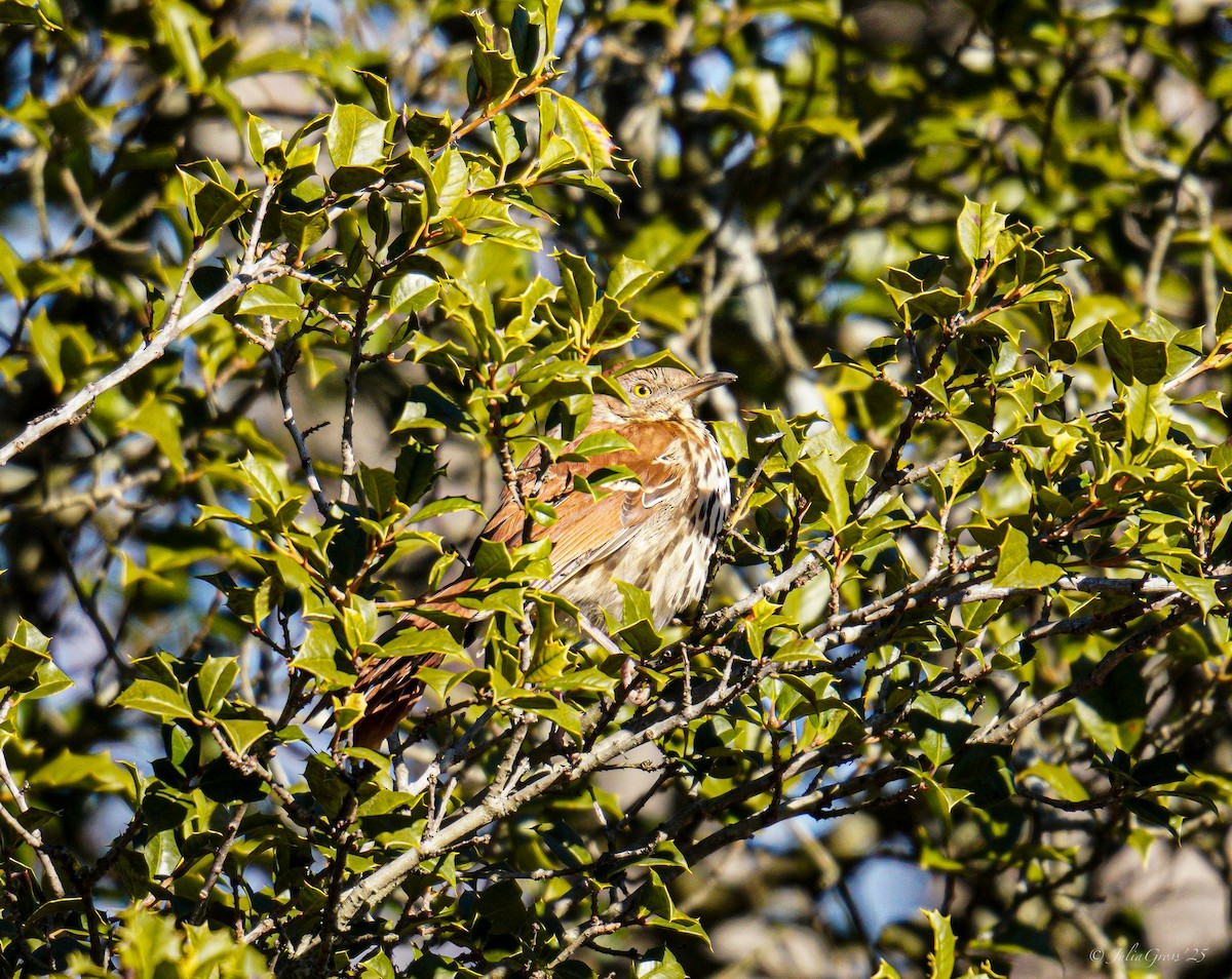 Brown Thrasher - ML629117841