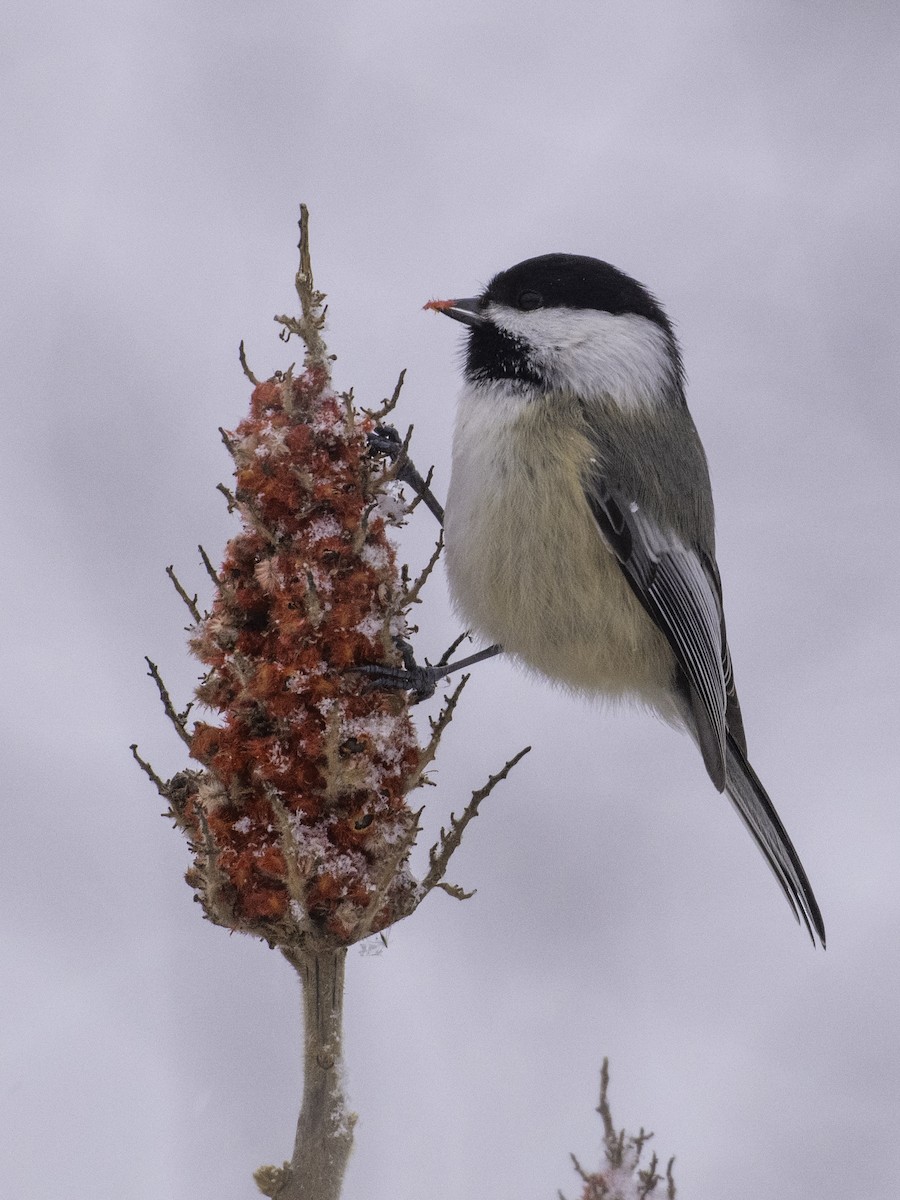 Black-capped Chickadee - ML629117844