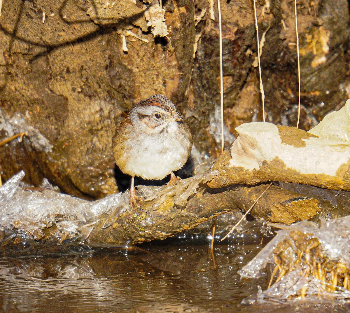 Swamp Sparrow - ML629117933