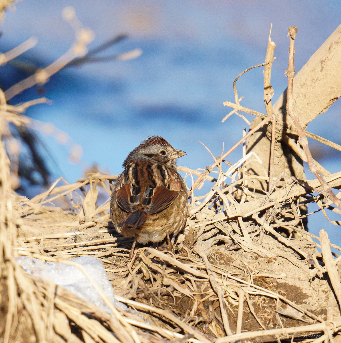 Swamp Sparrow - ML629117934