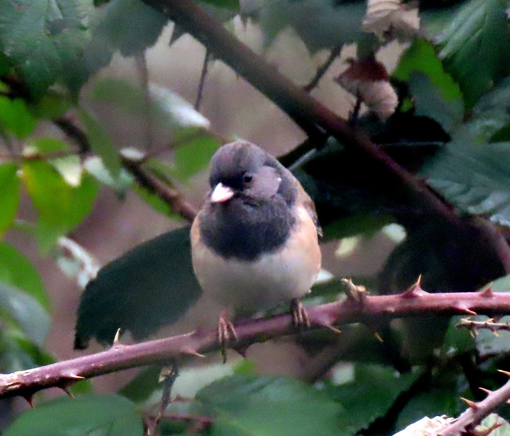 Dark-eyed Junco - ML629117954