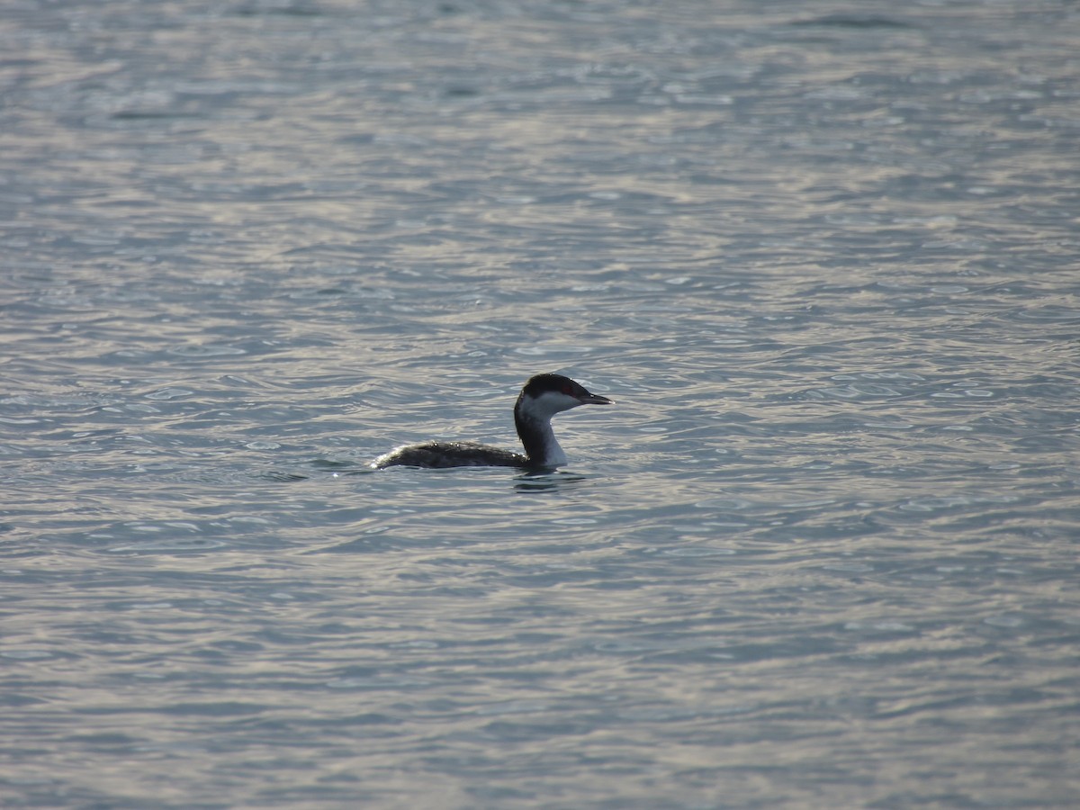 Horned Grebe - ML629117989