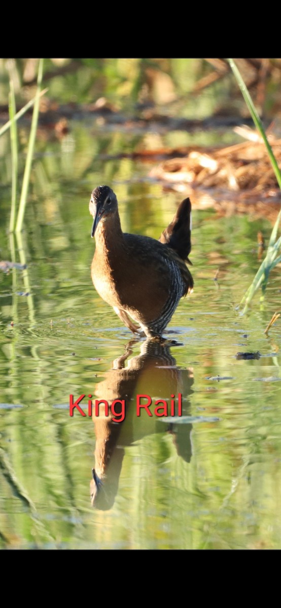 King Rail - ML629117992