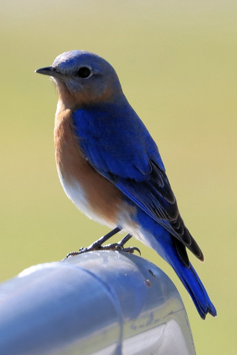 Eastern Bluebird - ML629118028