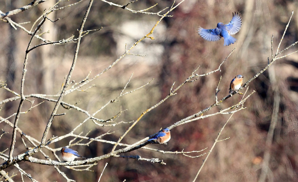 Eastern Bluebird - ML629118052