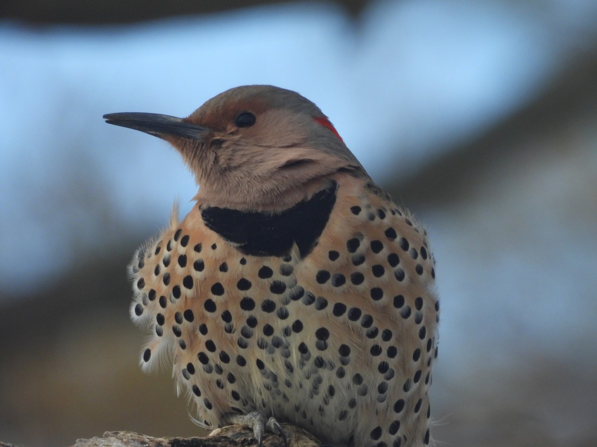 gullspett (auratus/luteus) - ML629118060