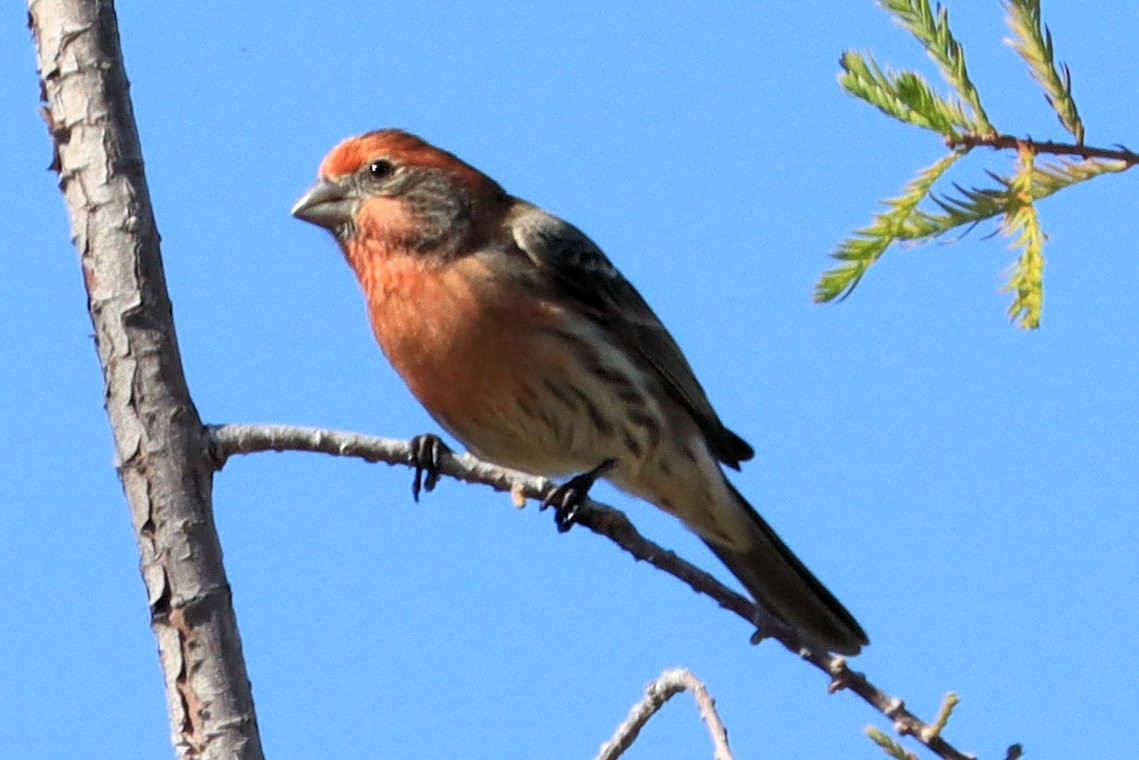 House Finch - ML629118063