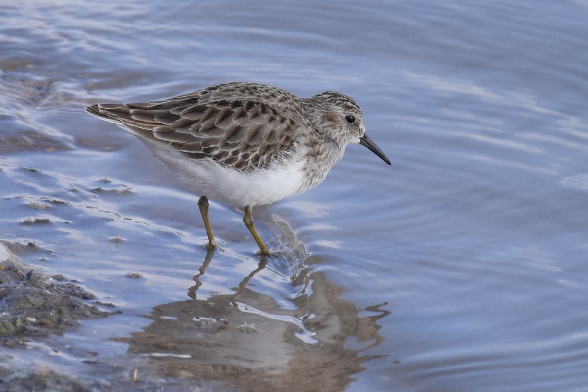 Least Sandpiper - ML629118072