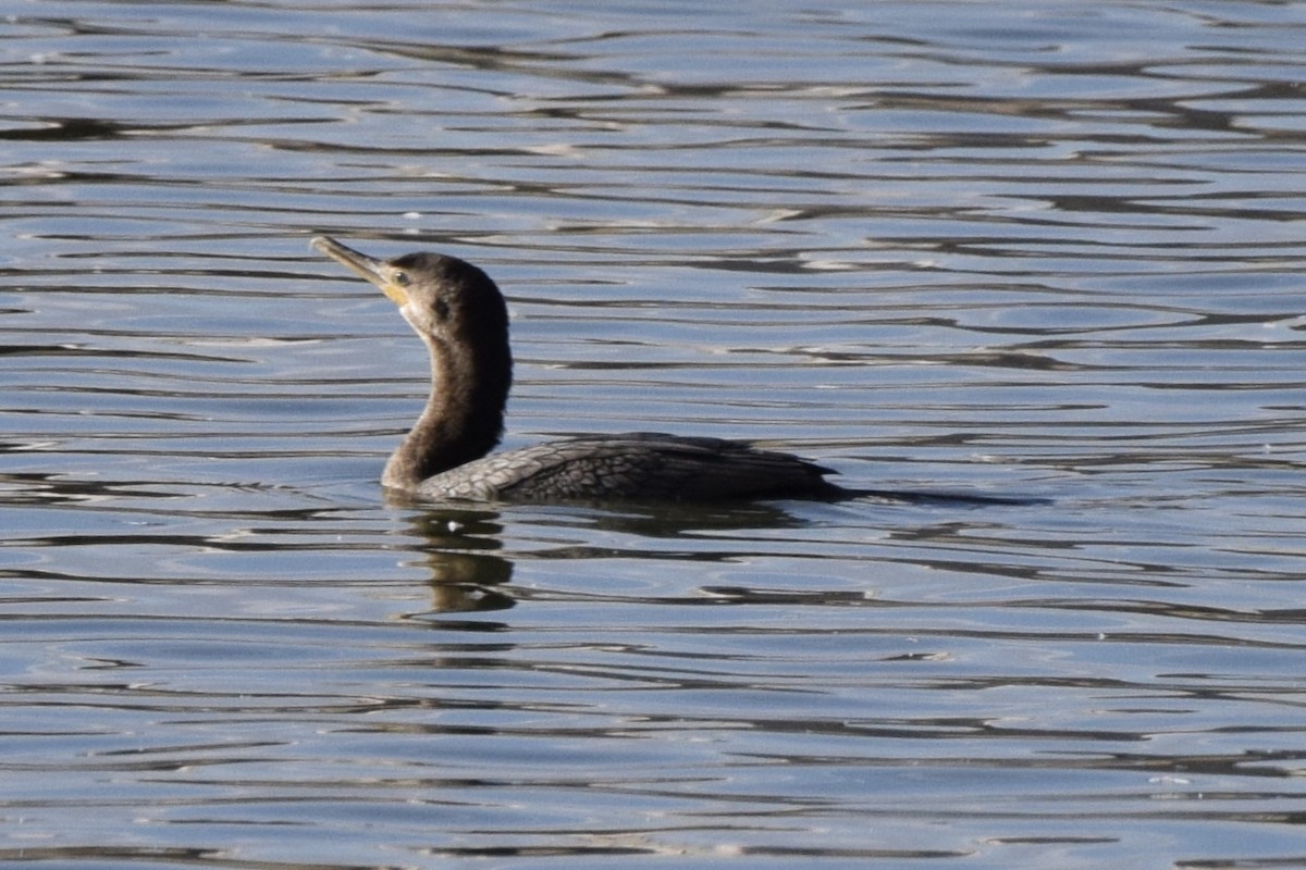 Neotropic Cormorant - ML629118087