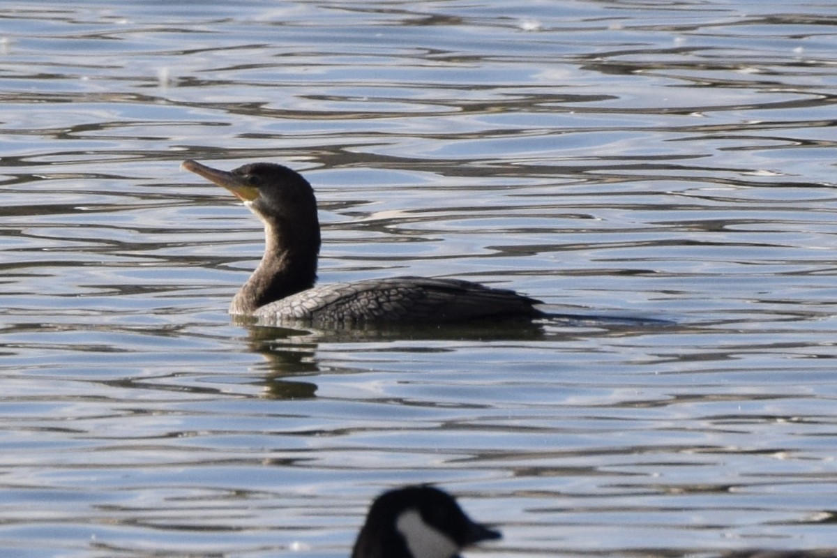 Neotropic Cormorant - ML629118088