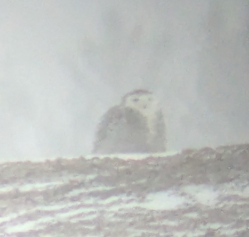 Snowy Owl - ML629118095