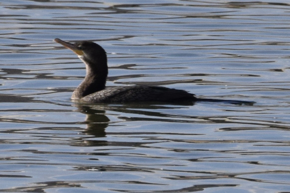 Neotropic Cormorant - ML629118099