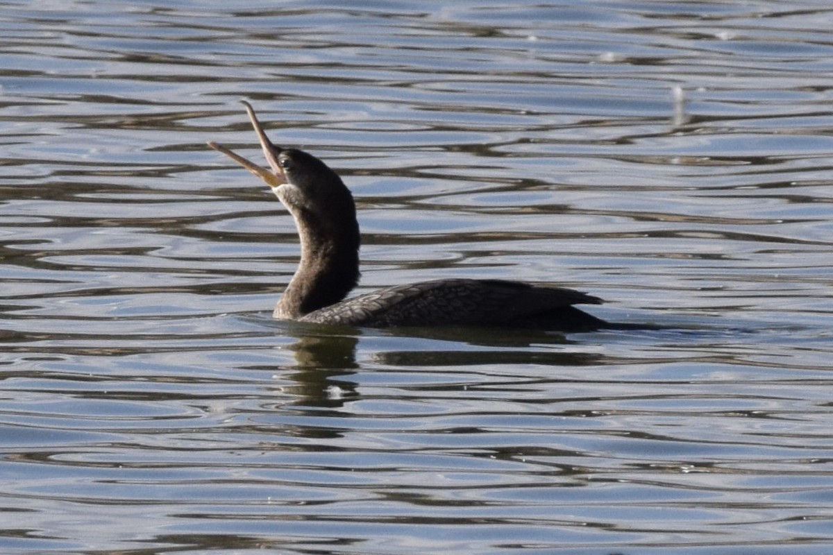 Neotropic Cormorant - ML629118108