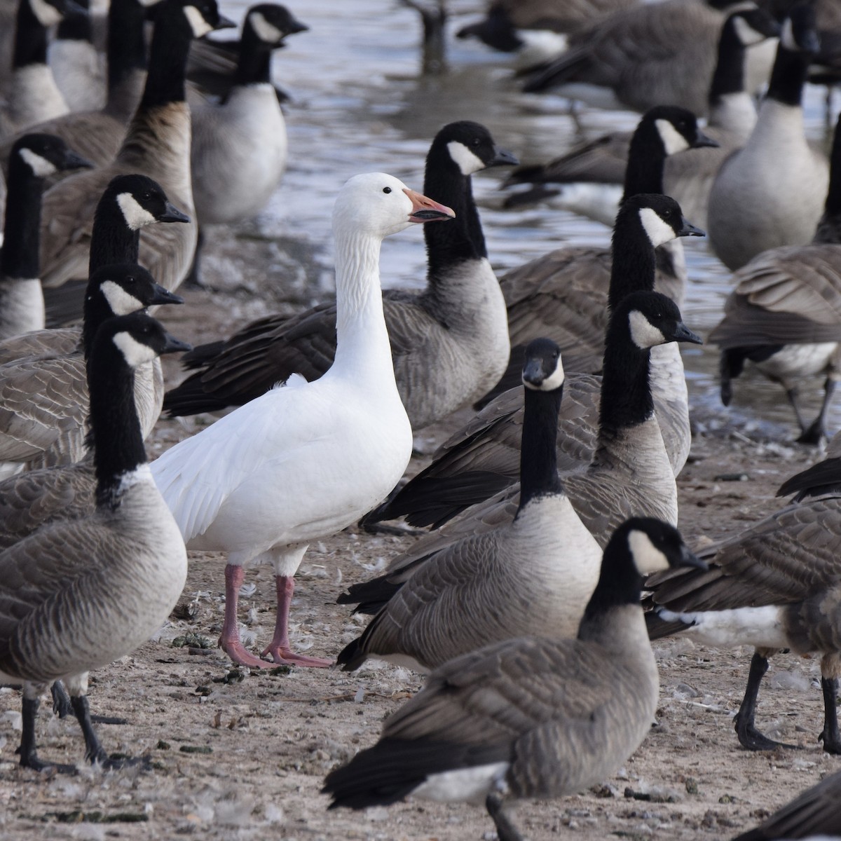Snow Goose - ML629118124