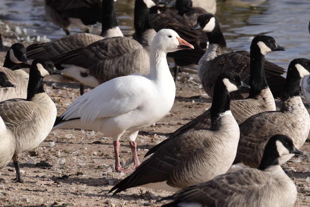 Snow Goose - ML629118125