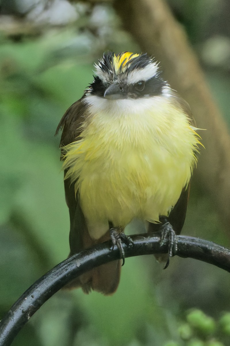 Great Kiskadee - ML629118140