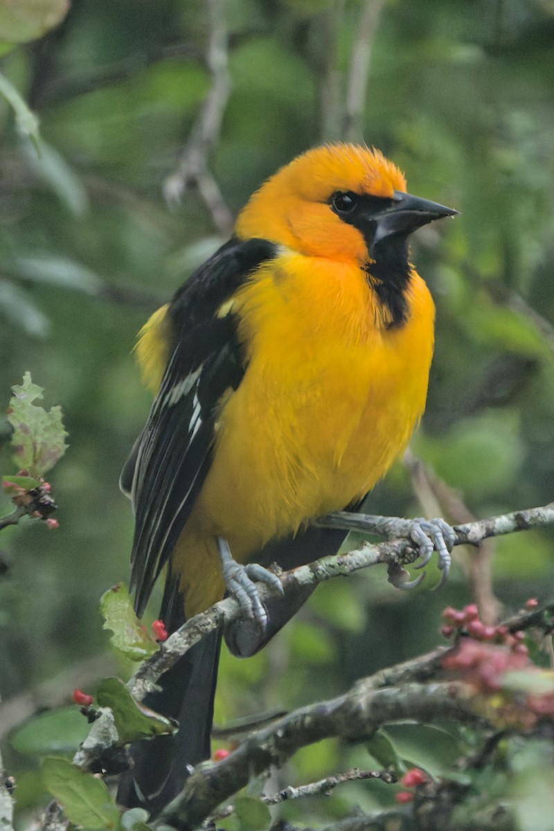 Altamira Oriole - ML629118151