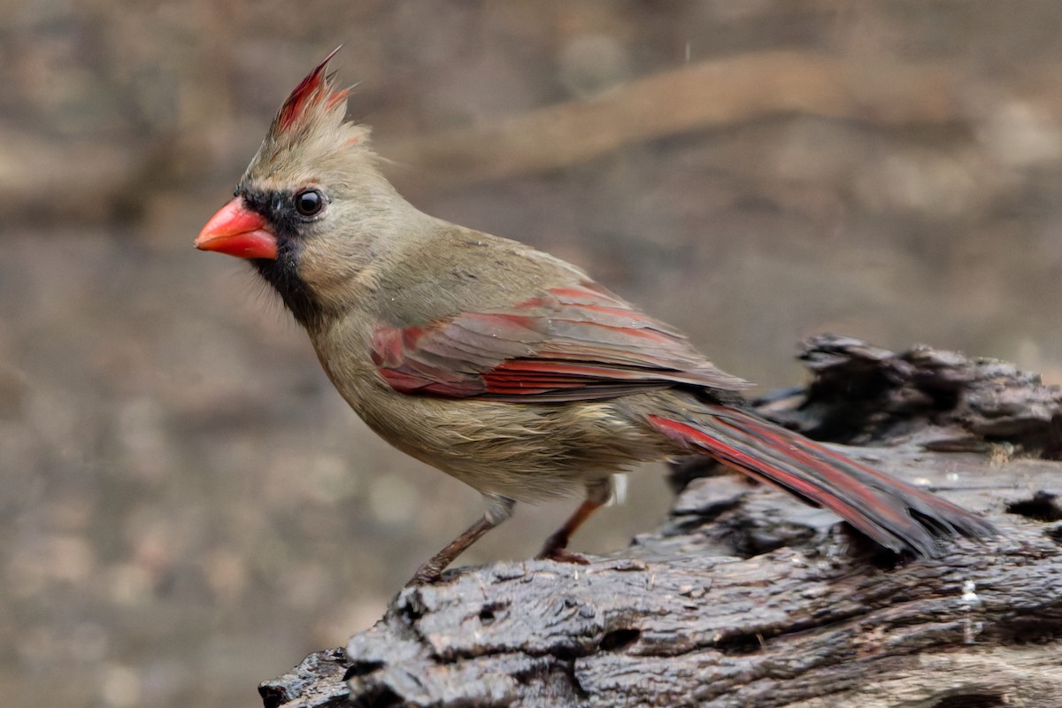 Northern Cardinal (Common) - ML629118159