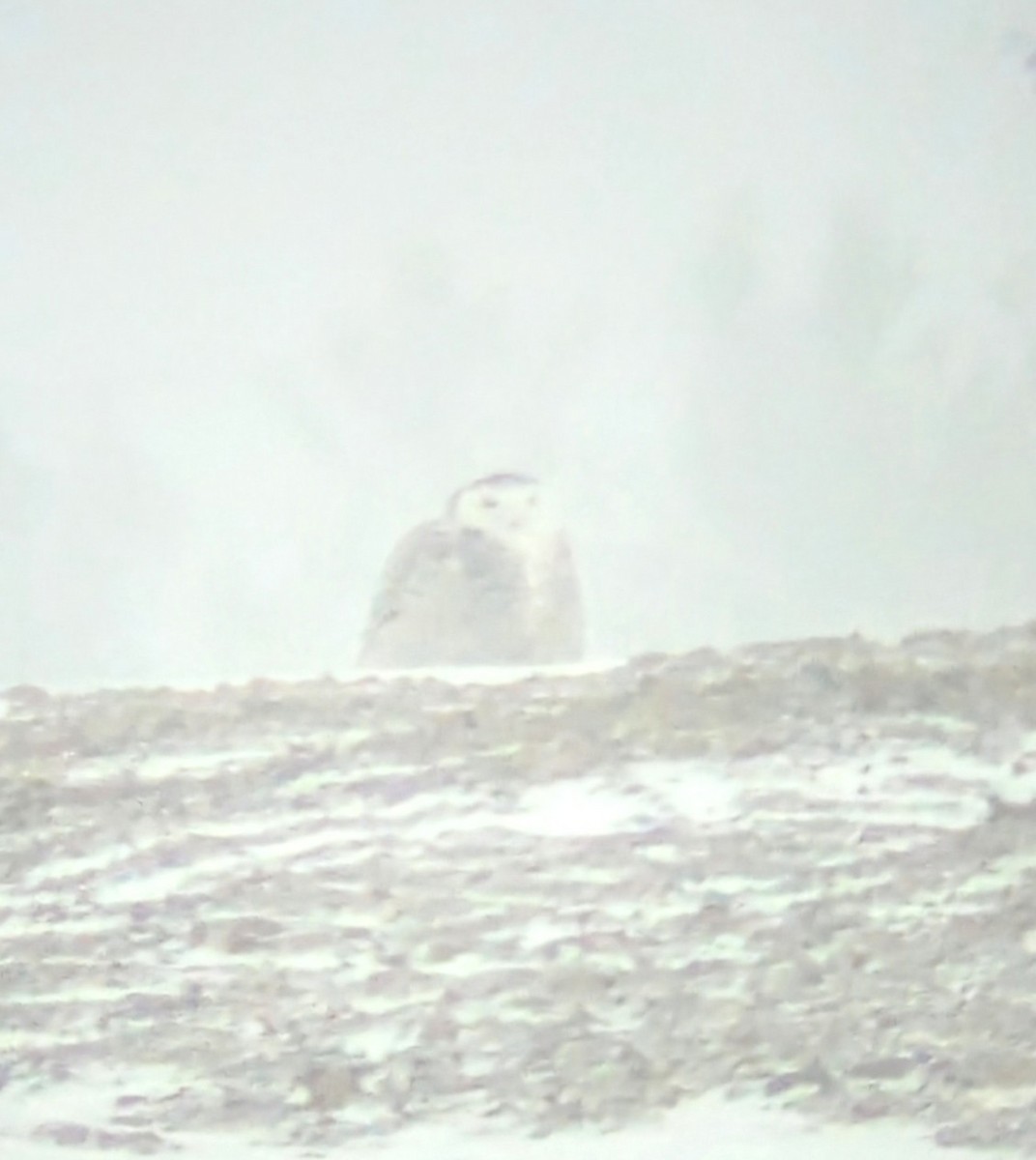 Snowy Owl - ML629118161