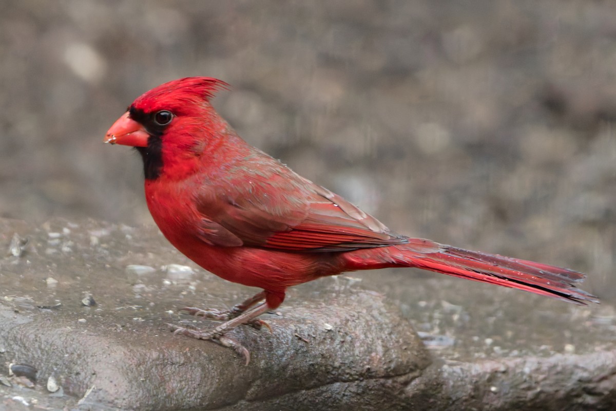 Northern Cardinal (Common) - ML629118164