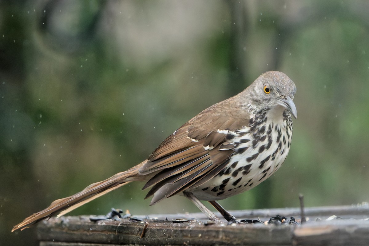 Long-billed Thrasher - ML629118180