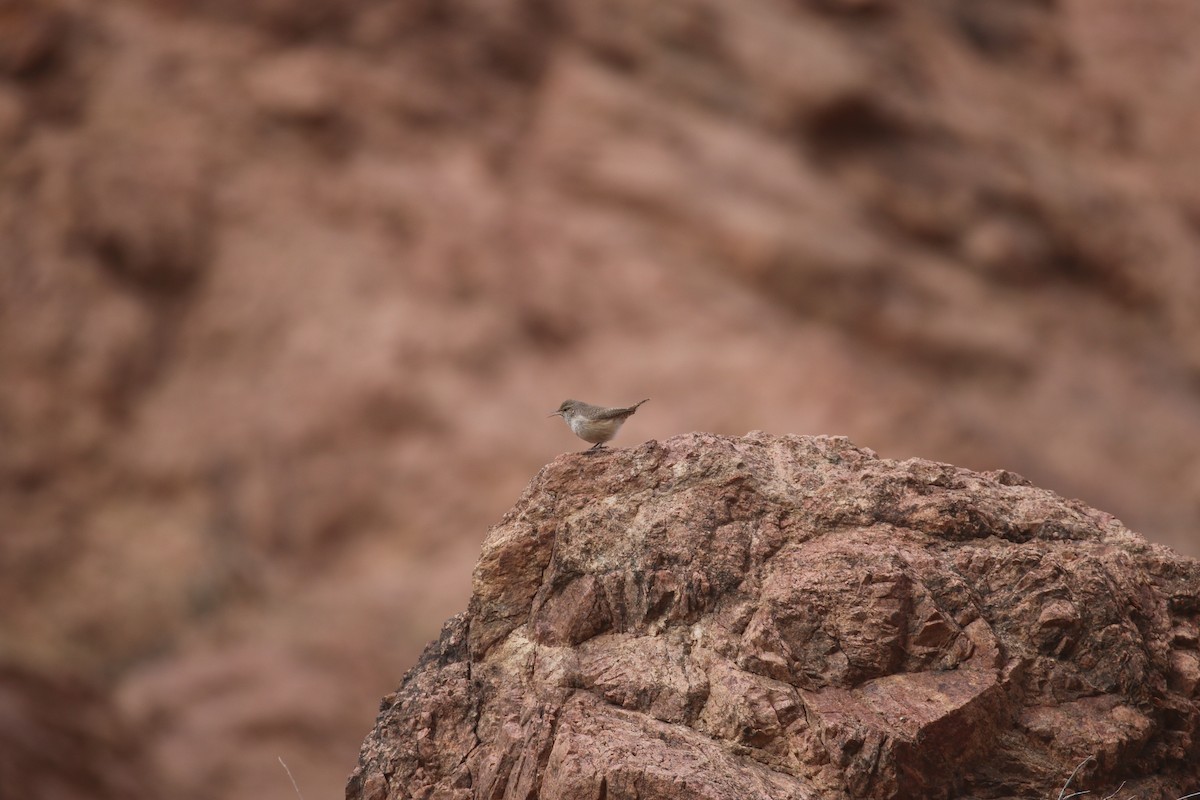 Rock Wren - ML629118183