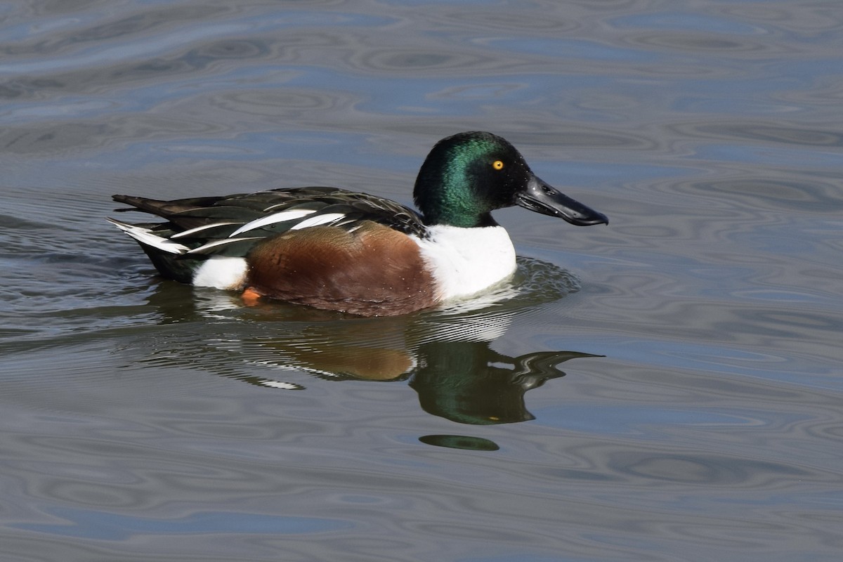 Northern Shoveler - ML629118192