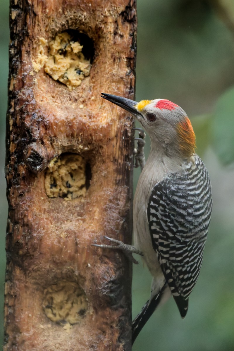 Golden-fronted Woodpecker (Northern) - ML629118209