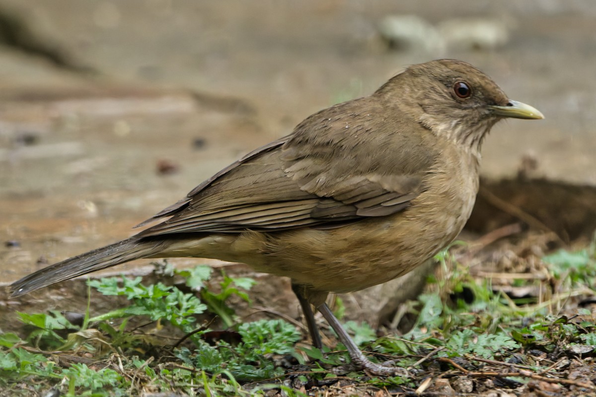 Clay-colored Thrush - ML629118245