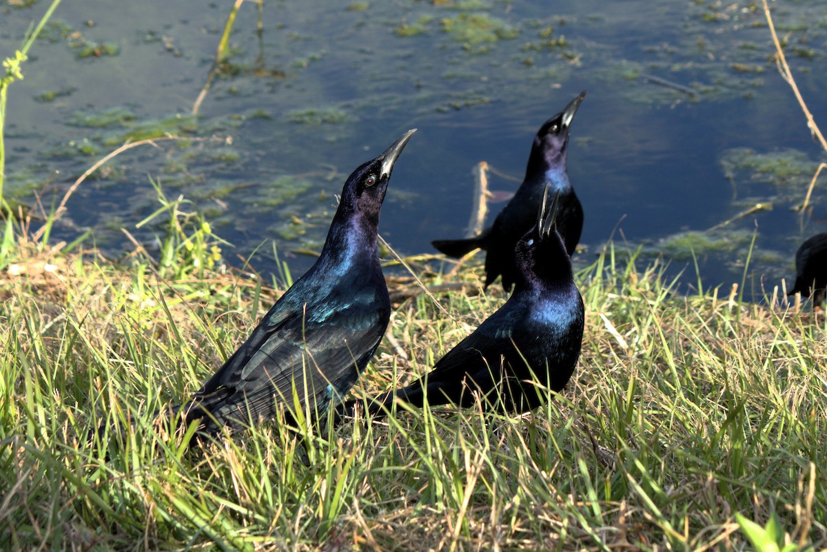 Boat-tailed Grackle - ML629118354