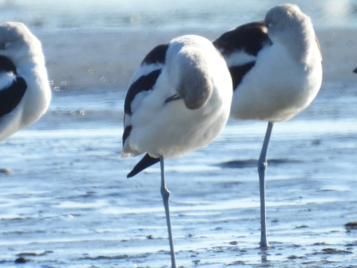 American Avocet - ML629118394