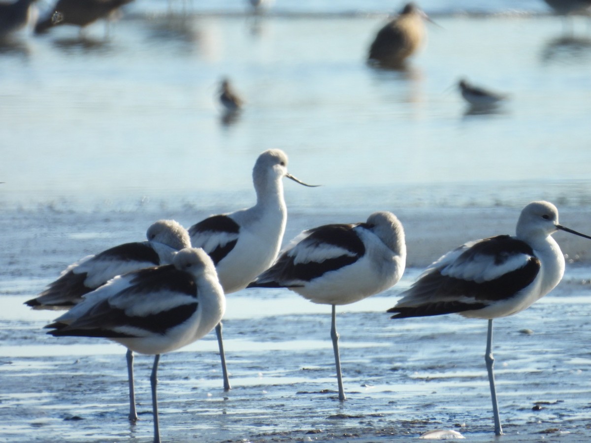 American Avocet - ML629118395