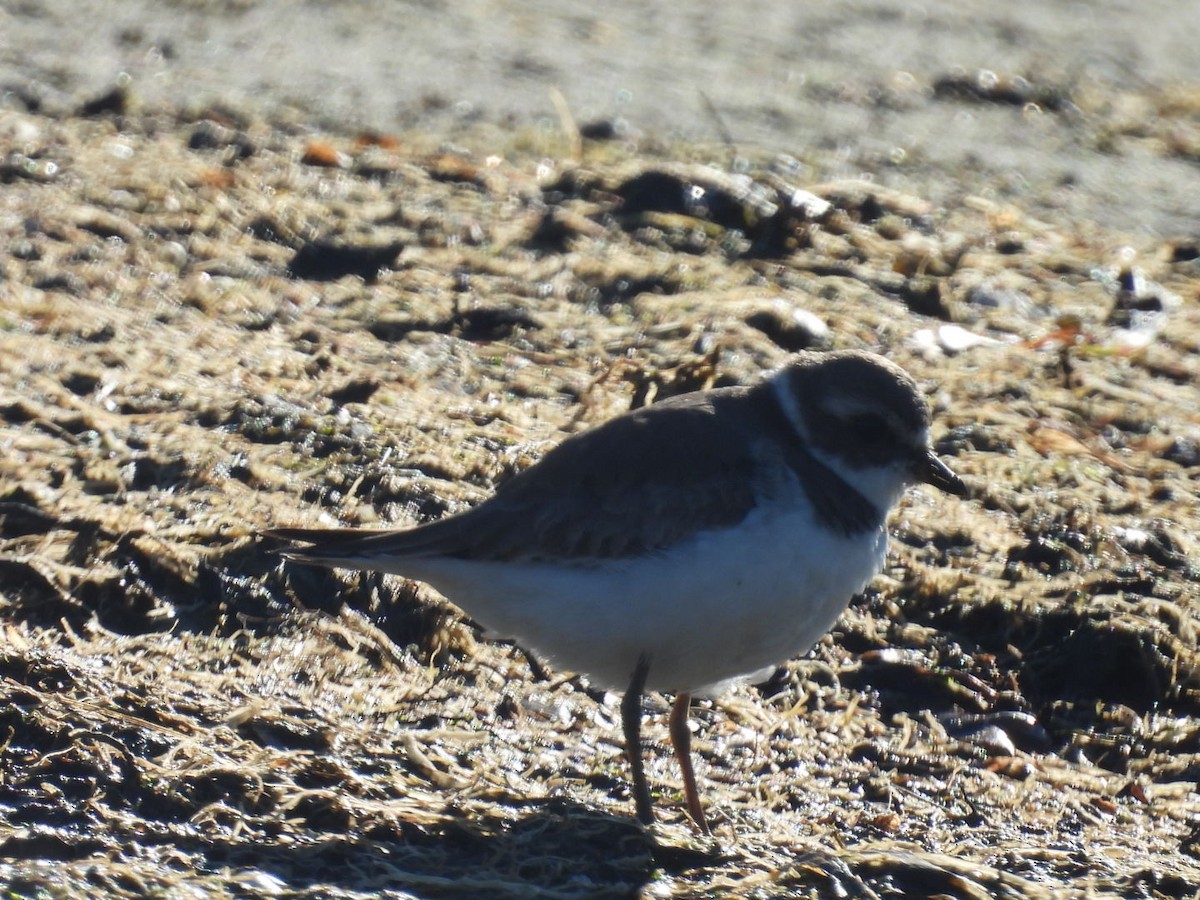 Semipalmated Plover - ML629118418