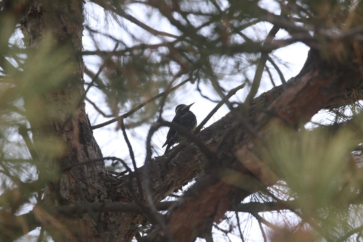 Williamson's Sapsucker - ML629118457