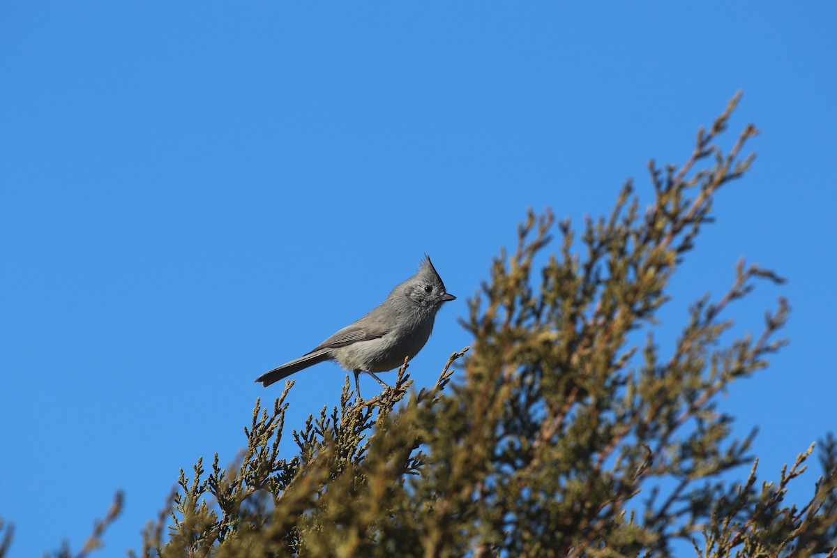 Juniper Titmouse - ML629118510