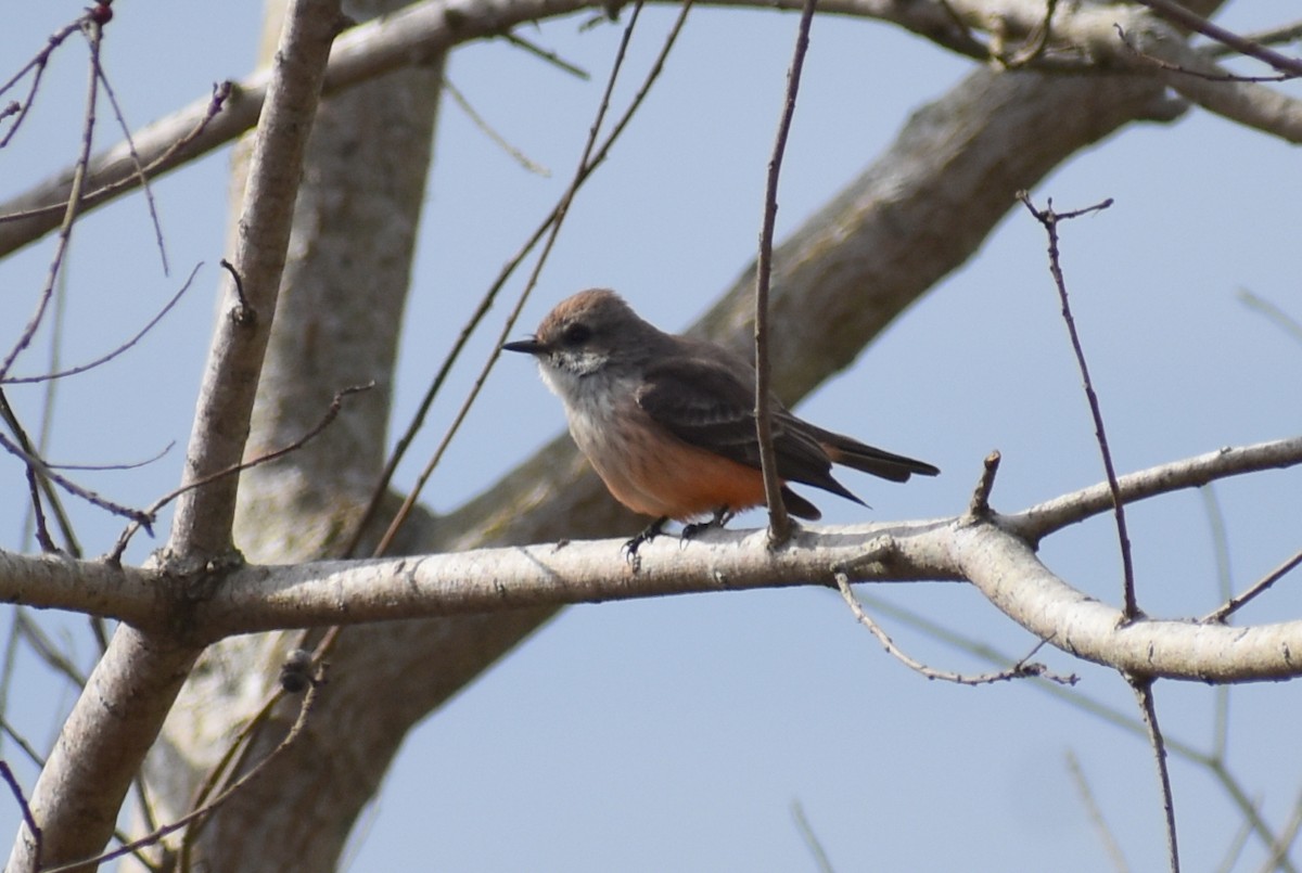 Vermilion Flycatcher - ML629118523