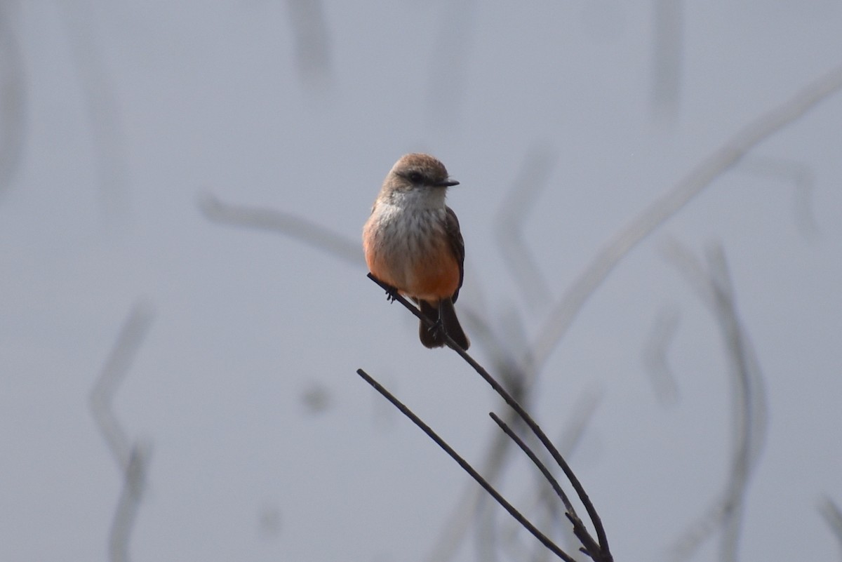 Vermilion Flycatcher - ML629118524