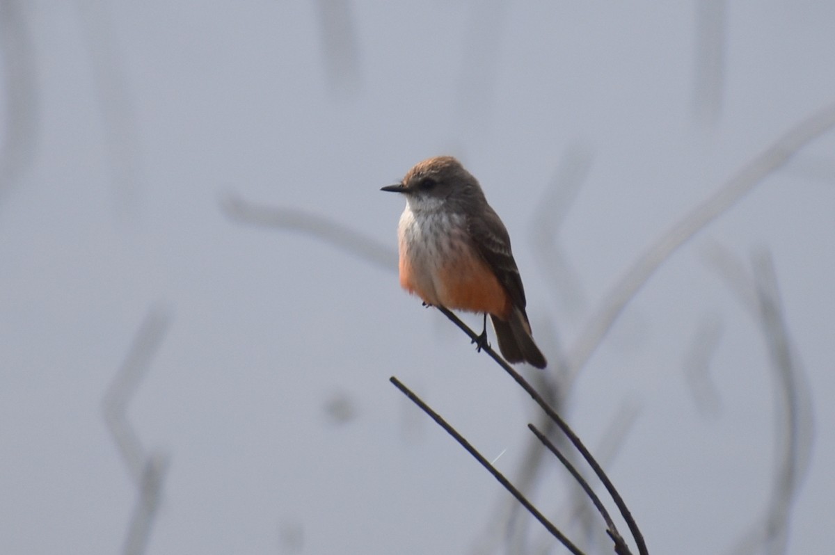 Vermilion Flycatcher - ML629118531