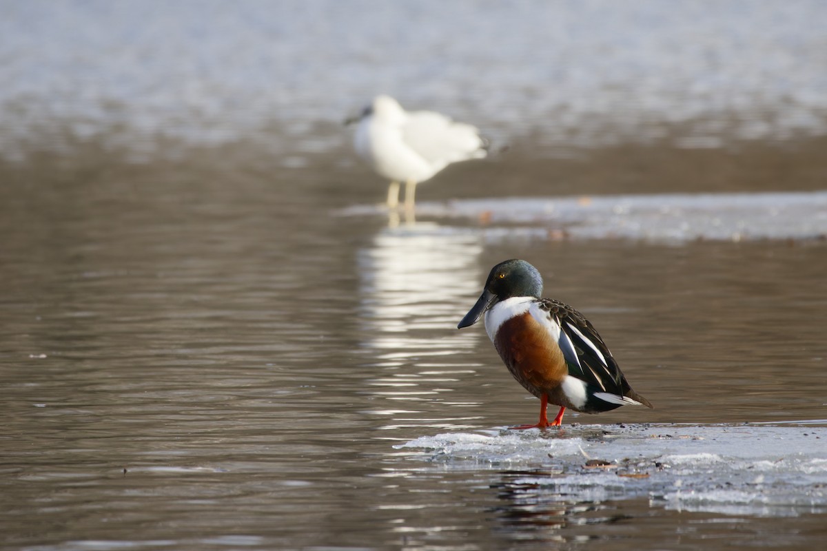 Northern Shoveler - ML629118537