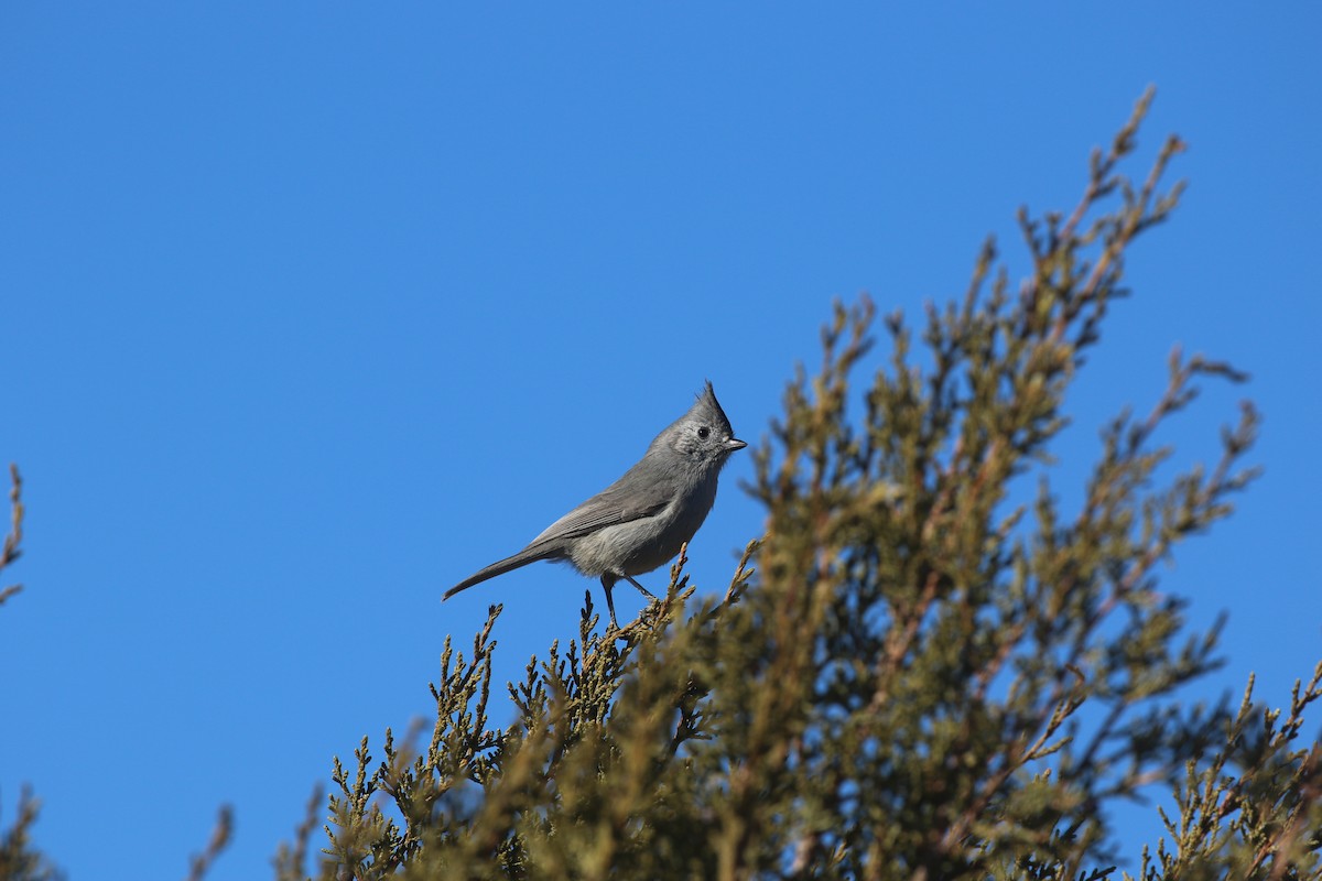 Juniper Titmouse - ML629118538