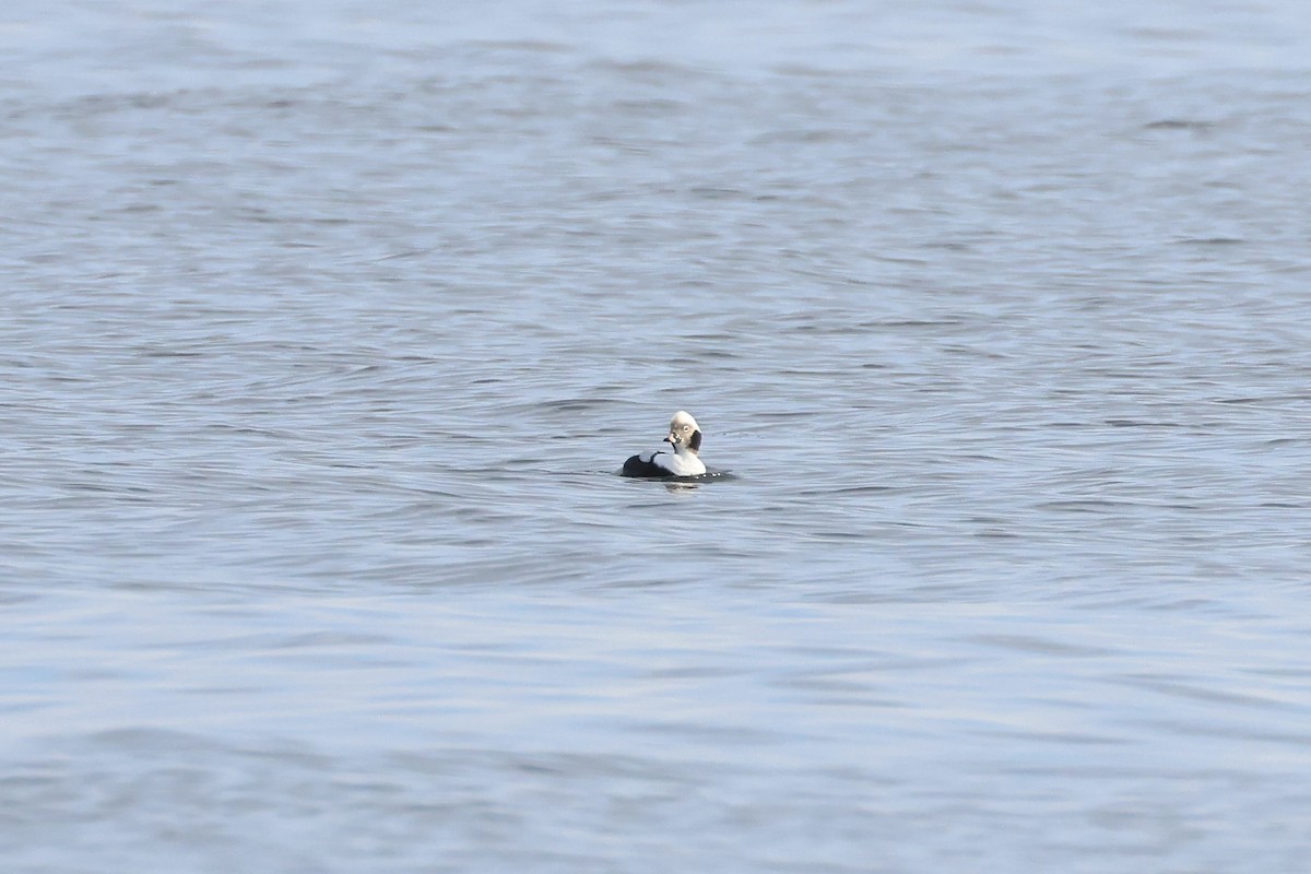 Long-tailed Duck - ML629118583