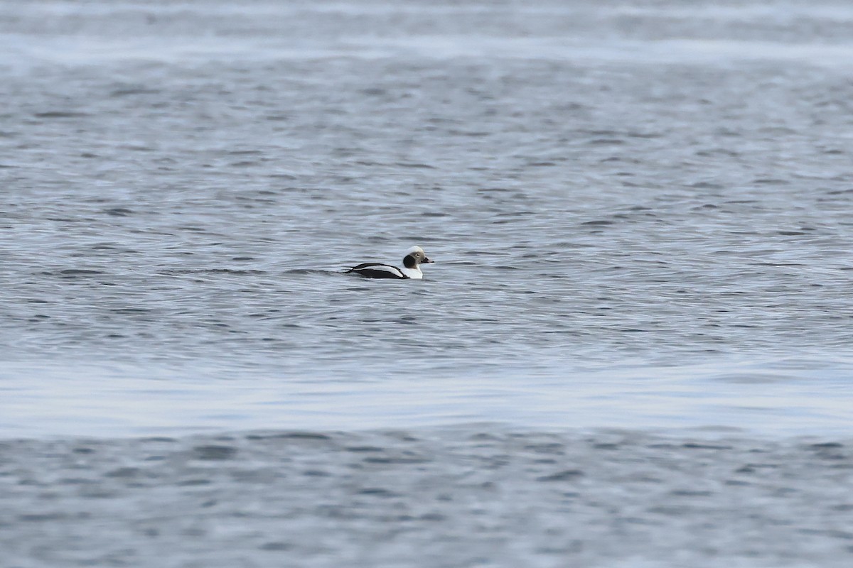 Long-tailed Duck - ML629118585