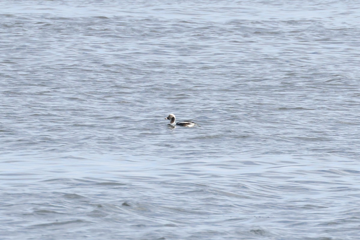 Long-tailed Duck - ML629118586