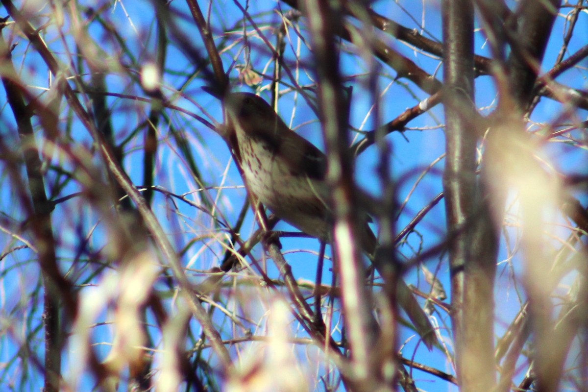 Brown Thrasher - ML629118701