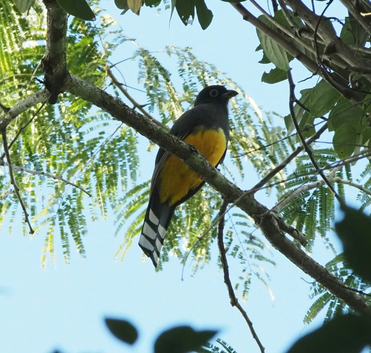 Kara Başlı Trogon - ML629118770