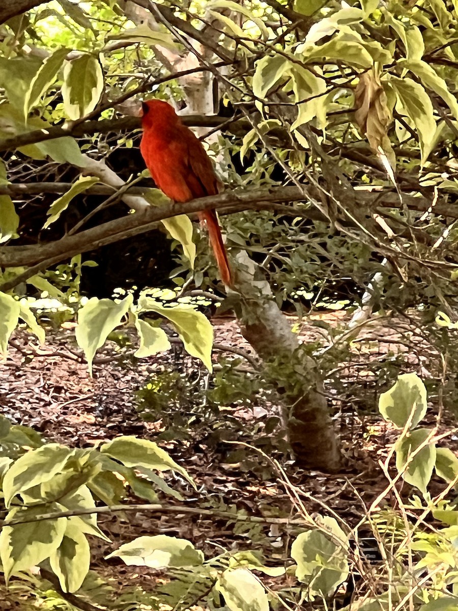 Northern Cardinal - ML629118794