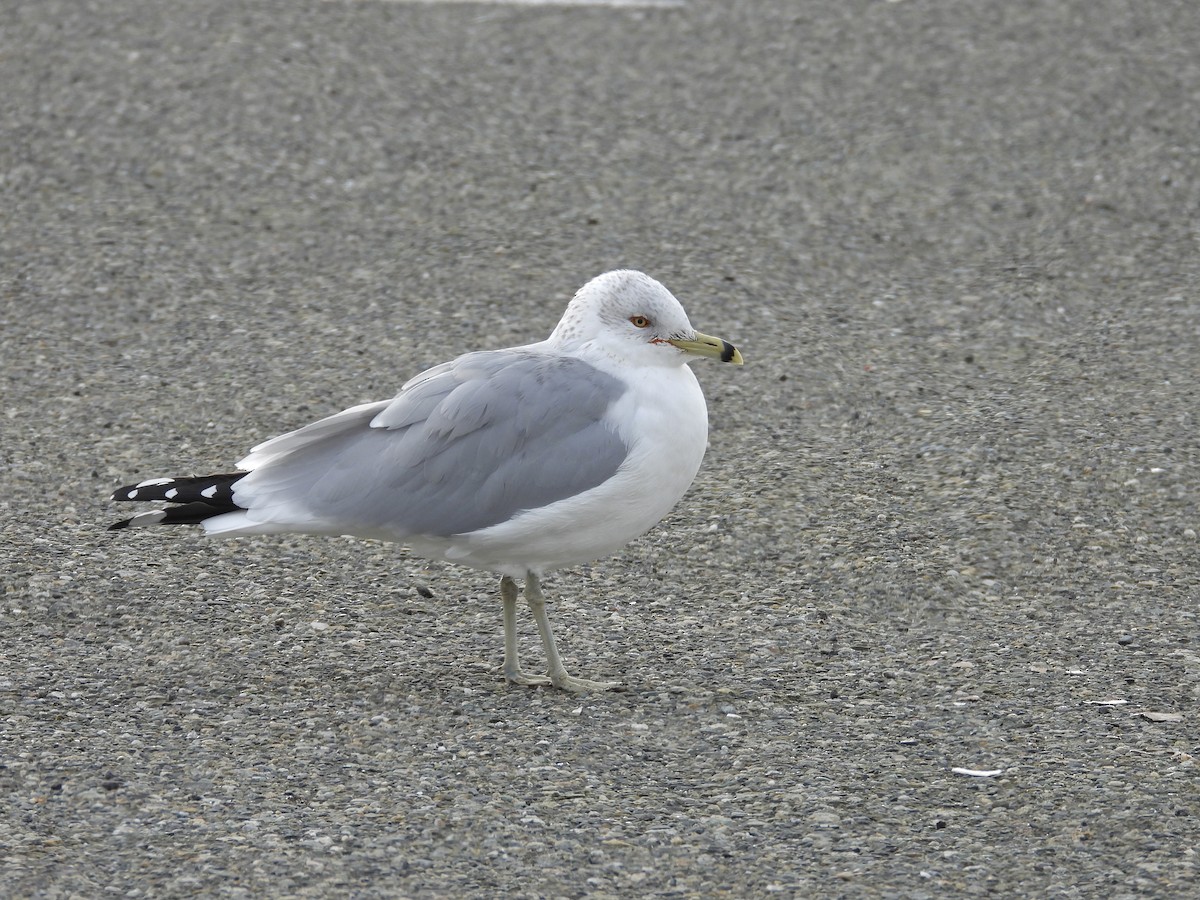 Ring-billed Gull - ML629118838