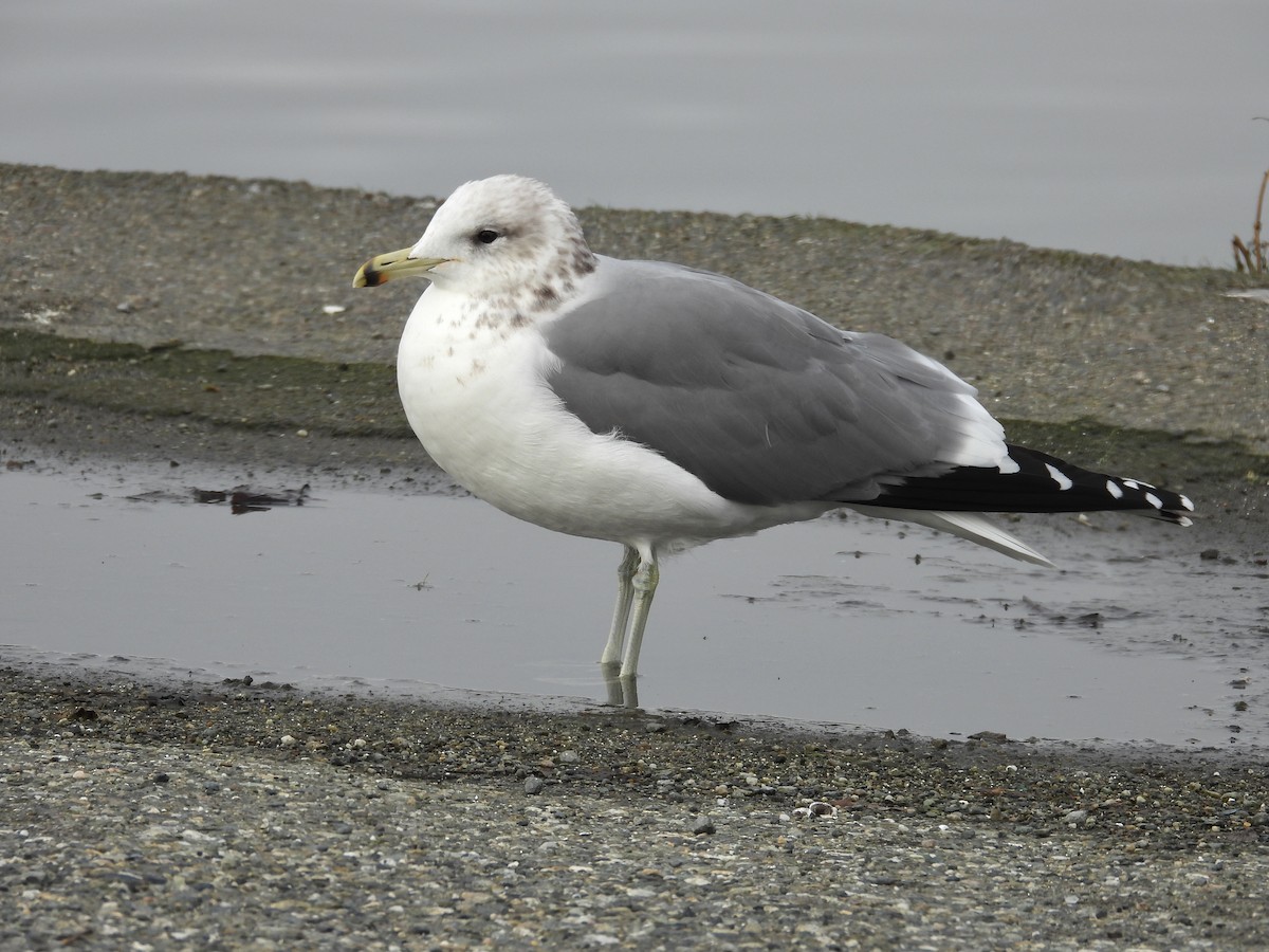 American Herring Gull - ML629118860