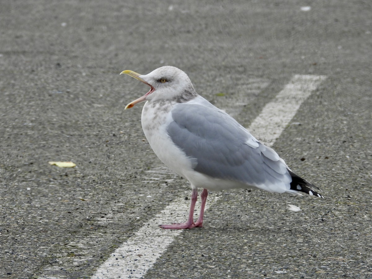 California Gull - ML629118865